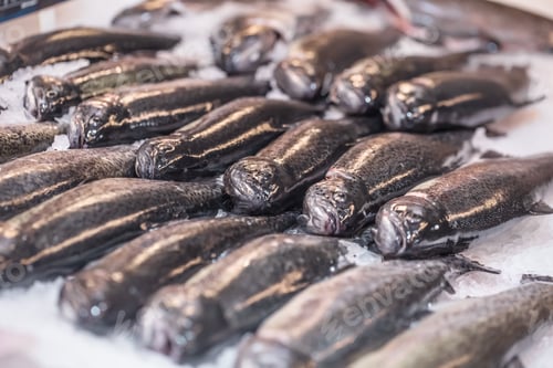 Preview: Close-up shot of an fish displayed in a supermarket in the ice.