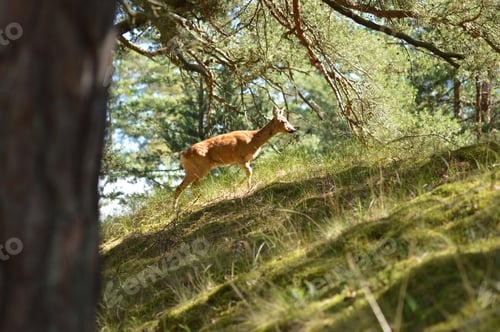 Preview: A wild deer walking up a hill in the nature in forest or woods
