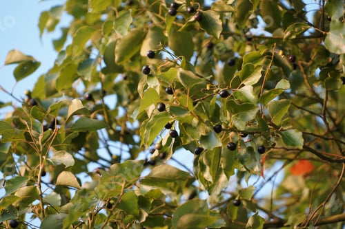 Preview: Foliage on a camphor tree