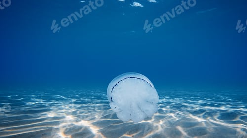 Preview: Jellyfish swim underwater in the ocean