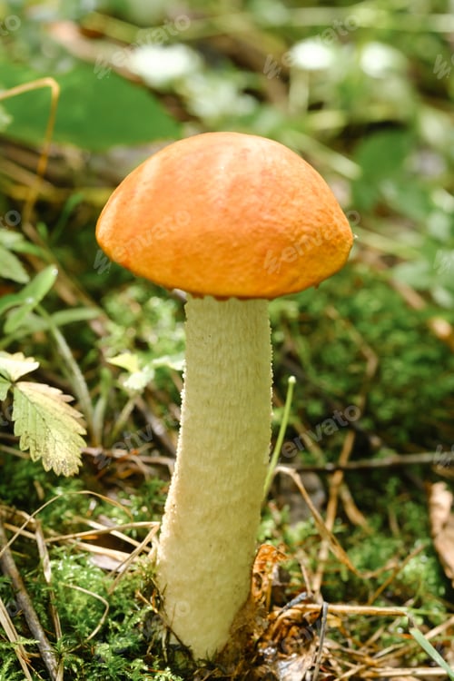 Preview: An edible aspen mushroom growing in the forest. Mushrooms in the forest. Mushroom picking