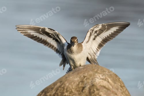 Preview: Common sandpiper (Actitis hypoleucos)