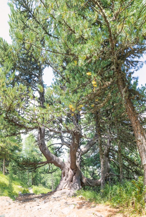 Preview: Forest in engadine valley Switzerland with ancient stone pine