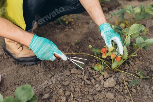 Preview: A male gardener working on strawberry garden