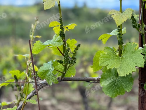 Preview: Grapes vines in spring just starting to sprout grapes in the vineyard