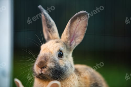 Preview: A Detailed Closeup of an Inquisitive Rabbit Captured in a Lush Green Outdoor Environment