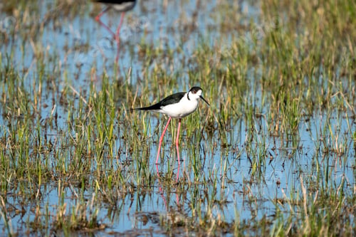 Preview: Beautiful stilt (Himantopus himantopus) standing in a large wetland filled with lush grass