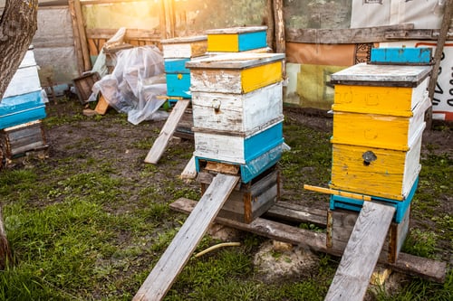 Preview: Beehives with boards for lifting bees after flying for nectar during the honey collection period, or