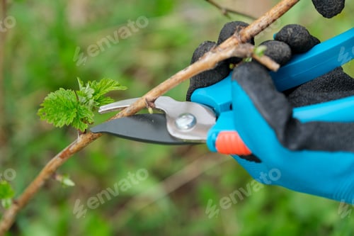 Preview: Closeup of hands doing spring pruning of raspberry bushes, gardener in gloves with garden pruner.