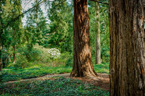 Preview: Dark green forest landscape. Wild Forest