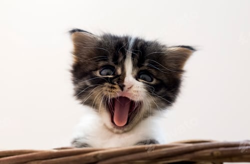 Preview: Pet animal; cute cat indoor. House cat.