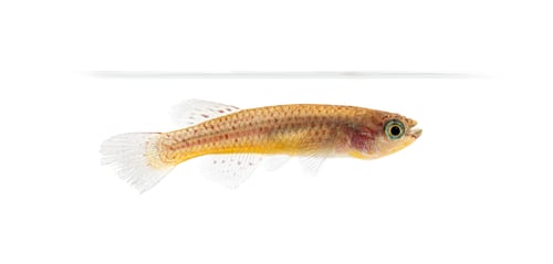 Preview: Female Blue lyretail fish, Fundulopanchax gardneri, Isolated on white