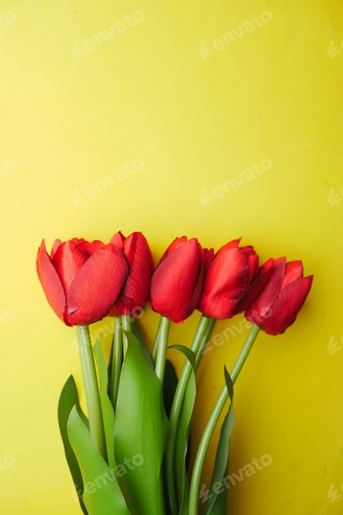 Preview: red color tulip flower against yellow background