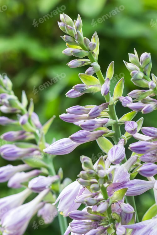 Preview: hosta blooming in the garden