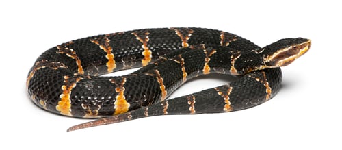 Preview: common cantil or Mexican moccasin - Agkistrodon bilineatus taylori, poisonous, white background