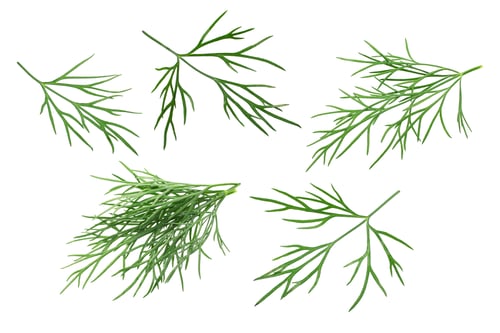 Preview: Dill leaves a. graveolens, paths