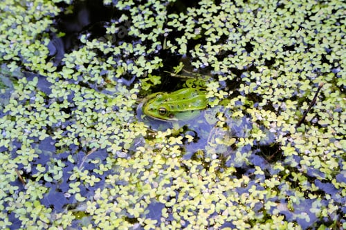 Preview: Green frog in the swamp
