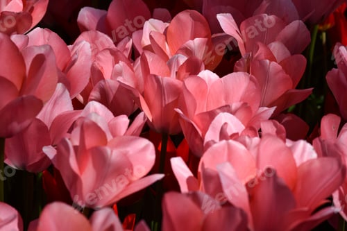 Preview: Field of pink tulips
