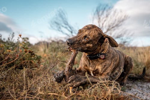 Preview: Pitbull chewing on a stick in a field with dry grass and a clear blue sky in the background