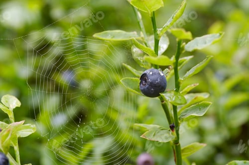 Preview: Blueberry shrubs and spider web