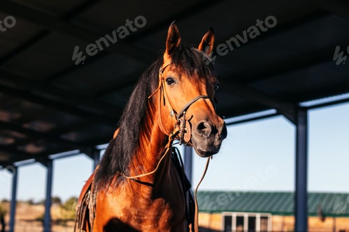 Preview: Close up of a brown horse in the stable