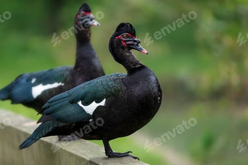 Preview: Wild Muscovy Duck (Cairina moschata)