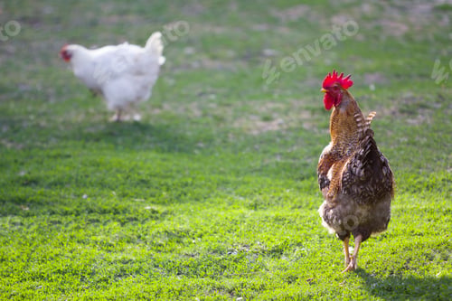 Preview: Grown healthy white hen and big brown rooster feeding on fresh first green grass