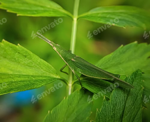 Preview: Oriental longheaded on a green leaf.