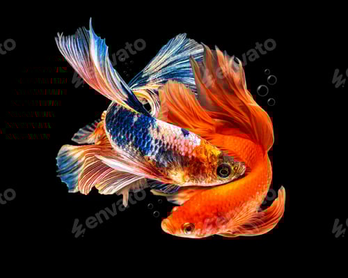 Preview: Moving beautiful of multicolor siamese betta fish or half moon betta splendens fighting