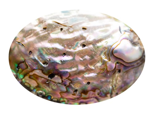 Preview: cabochon from natural haliotis gemstone isolated
