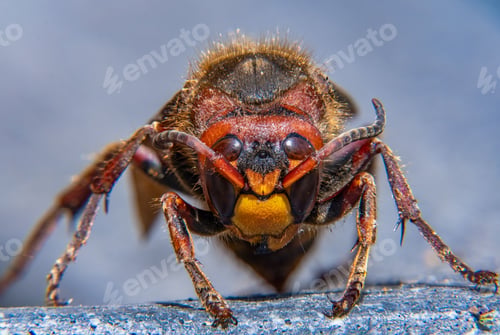 Preview: Macro shot of a hornet's detailed features.