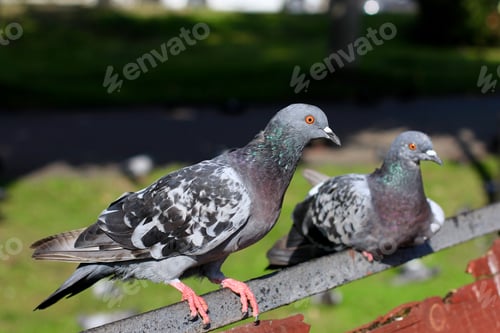 Preview: Portrait of a gray dove on a blurred background.