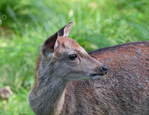 Preview: Closeup of a young deer standing in a grassy field