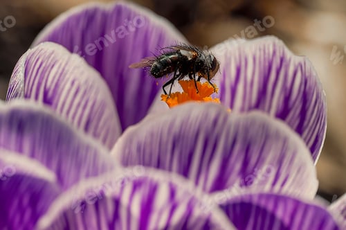 Preview: Close-up of a bee on Crocus albiflorus flower