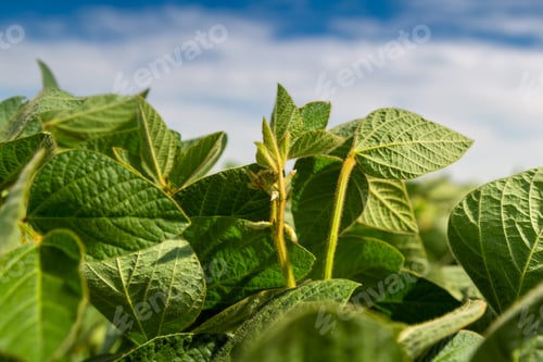 Preview: Soy flowers in sunny field. Green growing soybeans