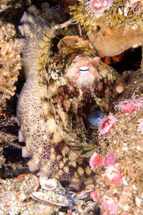 Preview: Octopus resting in crevice