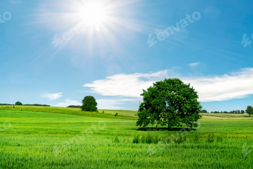 Preview: Tree on green field over sunny blue sky