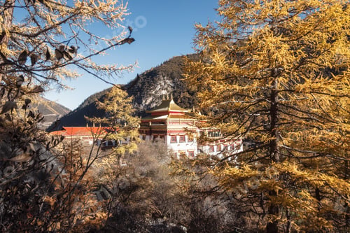Preview: Chong Gu monastery shining in autumn pine forest at Yading nature reserve