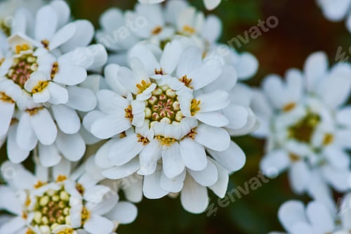 Preview: Closeup shot of beautiful white evergreen candytuft flowers in a garden