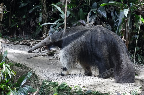 Preview: A giant anteater (Myrmecophaga tridactyla) in the forest