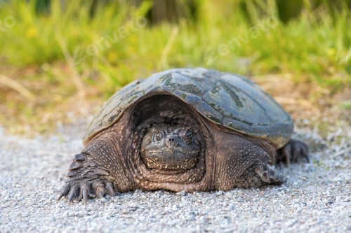 Preview: common snapping Turtle