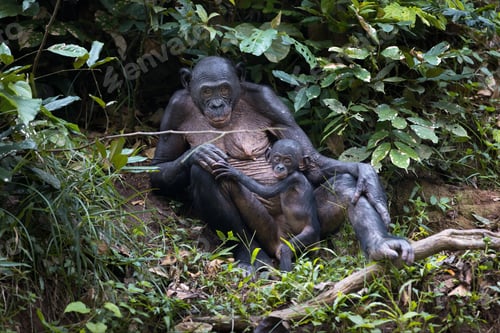 Preview: Breastfeeding mother bonobo and her baby in a park in the Democratic Republic of the Congo
