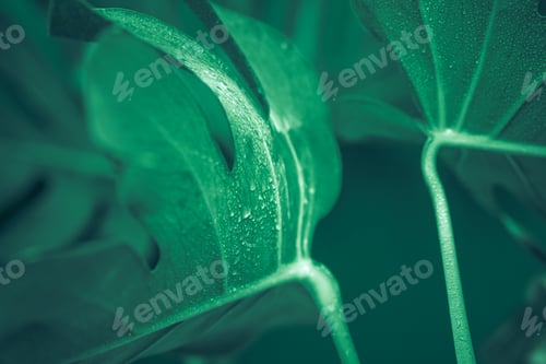 Preview: monster leaves on a green background