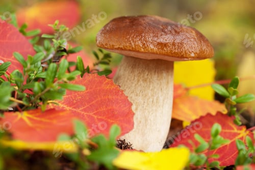 Preview: cep mushroom in forest