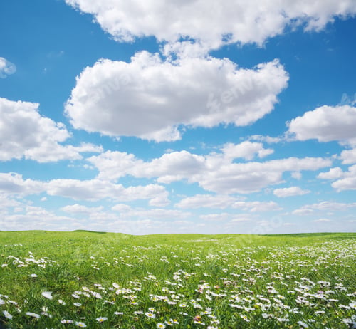 Preview: Beautiful camomile meadow at day.