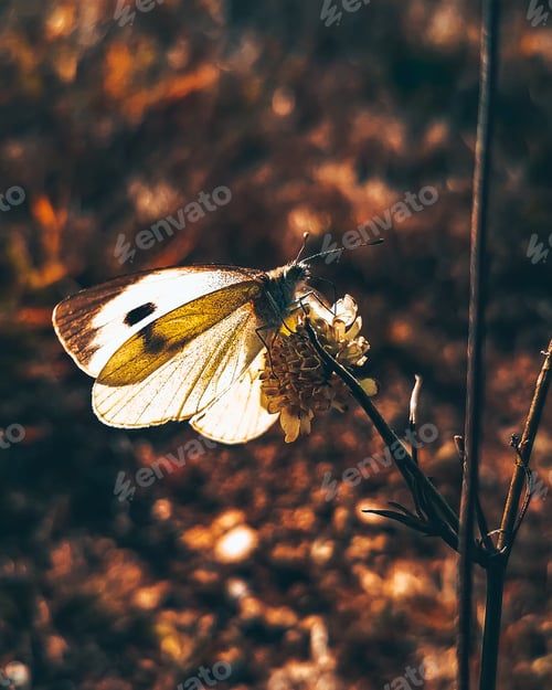 Preview: Butterfly