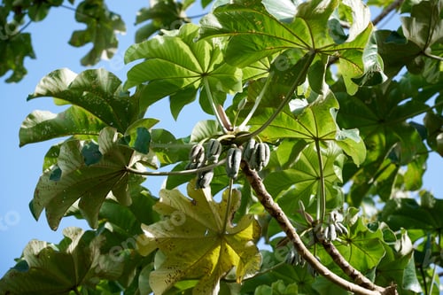 Preview: Close-up shot of cecropia peltata berries on a tree