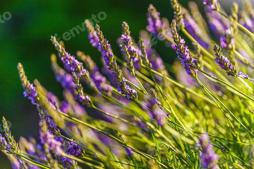 Preview: Blossoming lavender field