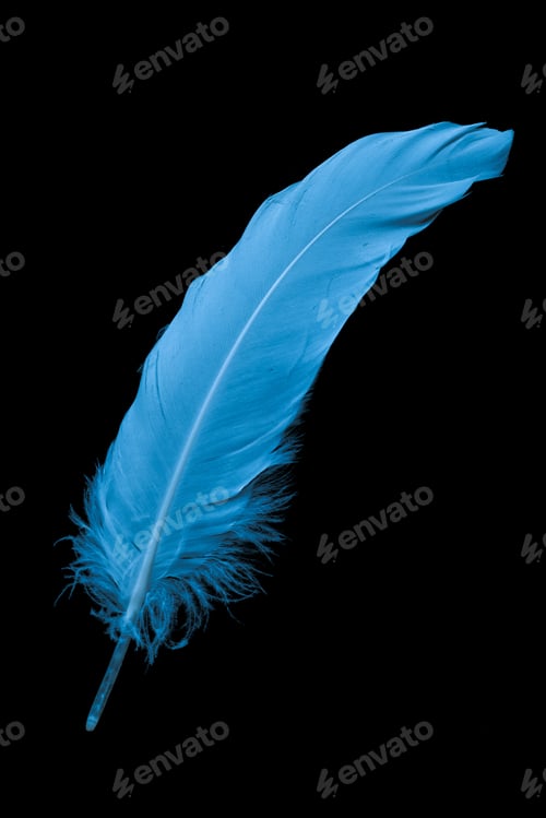 Preview: blue goose feather on black background