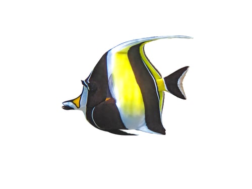 Preview: Portrait of a fish Zanclus Cornutus isolated on a white background
